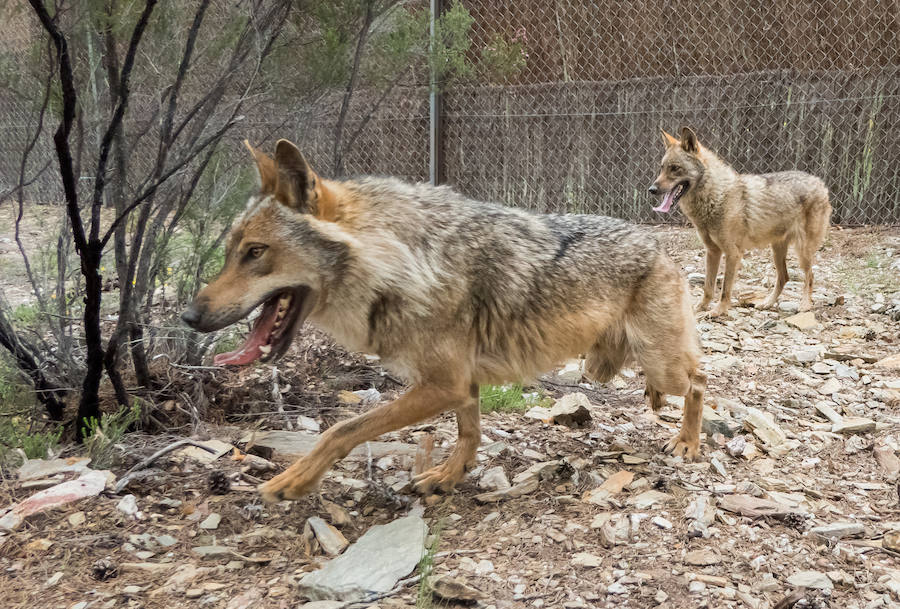 Fotos: Más de 80.000 personas visitan el Centro del Lobo desde su apertura en 2015