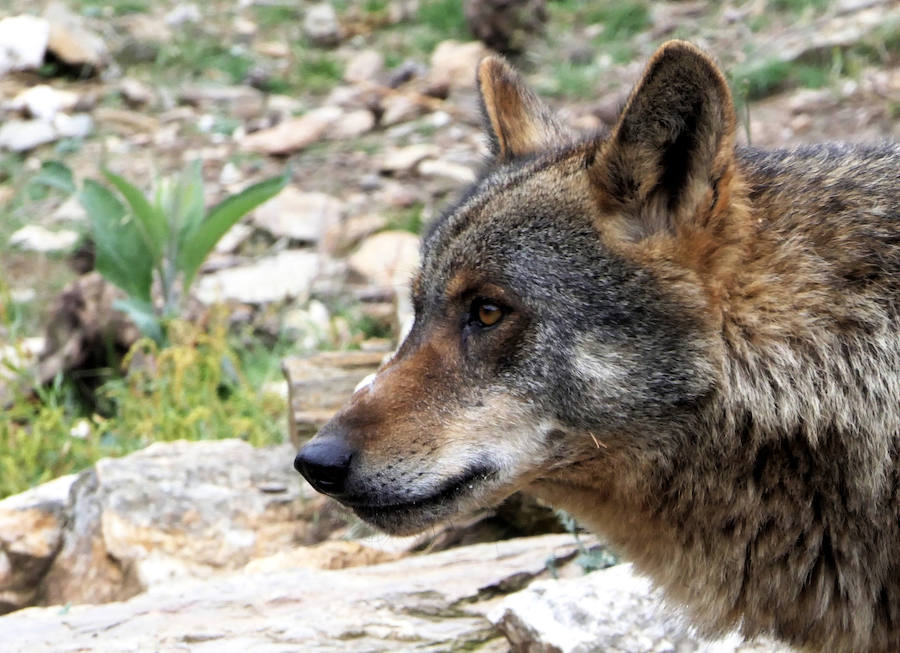 Fotos: Más de 80.000 personas visitan el Centro del Lobo desde su apertura en 2015