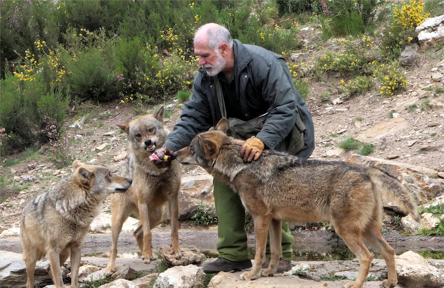 Fotos: Más de 80.000 personas visitan el Centro del Lobo desde su apertura en 2015