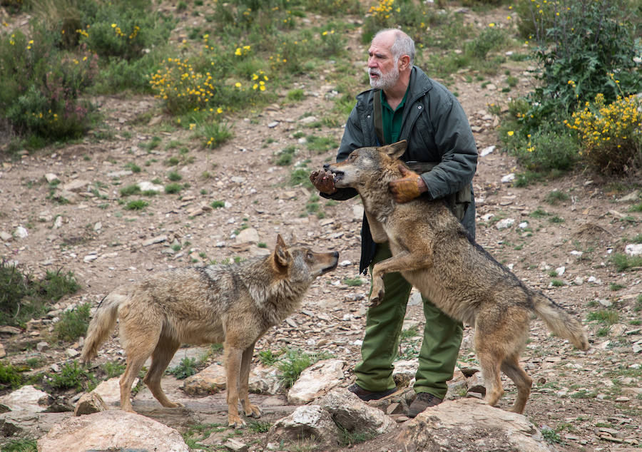 Fotos: Más de 80.000 personas visitan el Centro del Lobo desde su apertura en 2015
