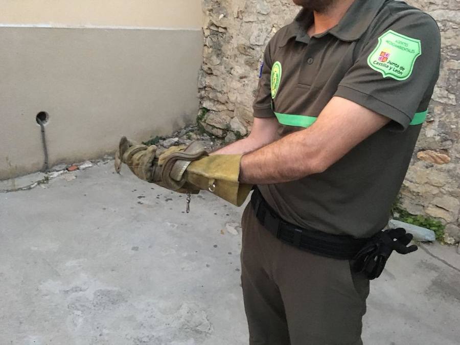 Un agente medioambiental muestra la culebra. 