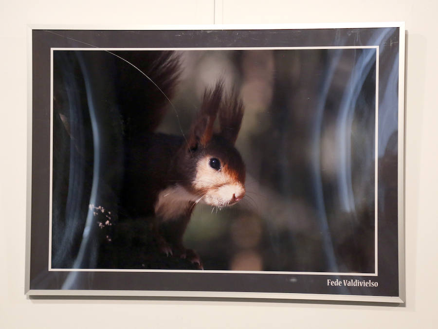 Fotos: Retratos de Animales en Palencia