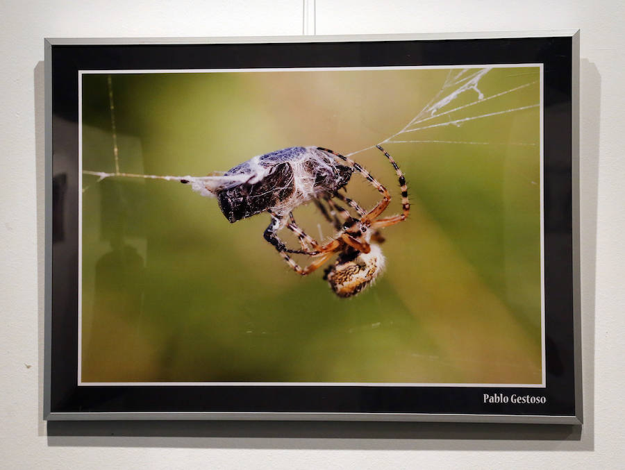 Fotos: Retratos de Animales en Palencia