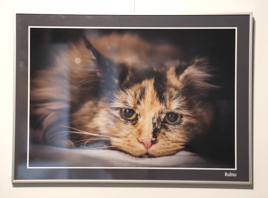 Fotos: Retratos de Animales en Palencia