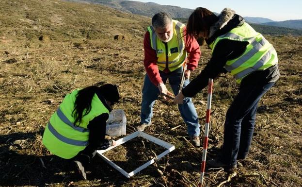 Proyecto europeo EnerbioScrub para estudiar el impacto que el desbroce puede tener sobre el suelo. 