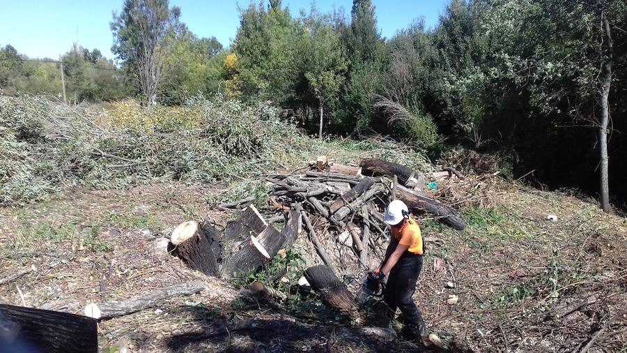 Un trabajador realiza tareas en el monte.
