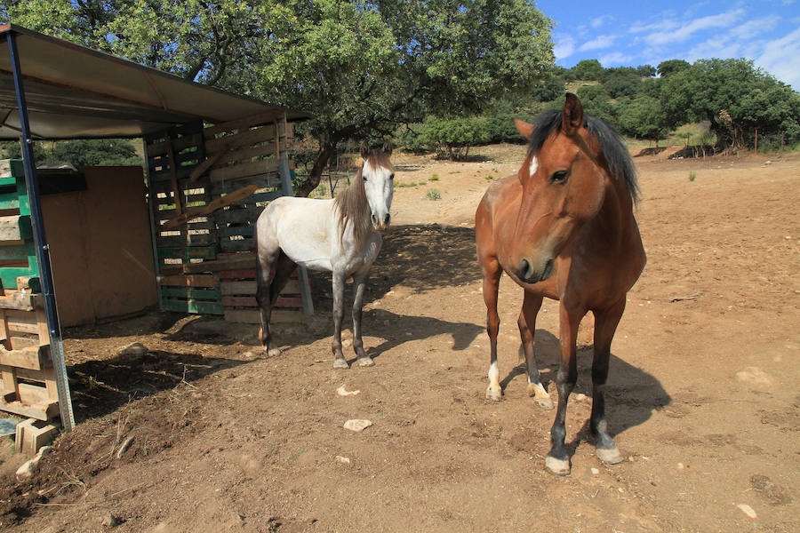 Fotos: La protectora Animalejos lanza un SOS