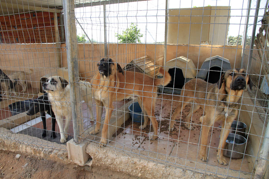 Fotos: La protectora Animalejos lanza un SOS