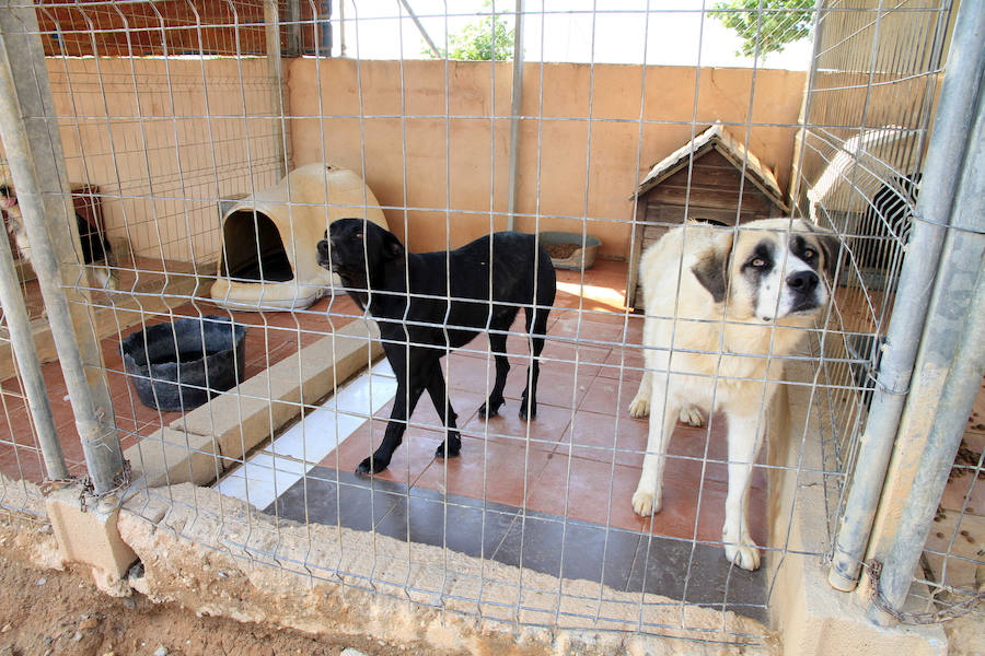 Fotos: La protectora Animalejos lanza un SOS