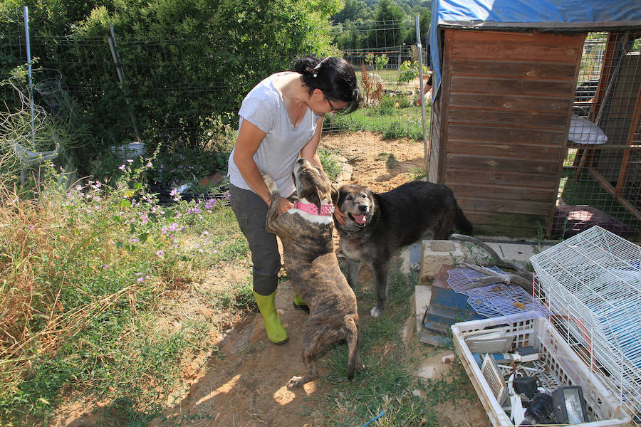 Fotos: La protectora Animalejos lanza un SOS