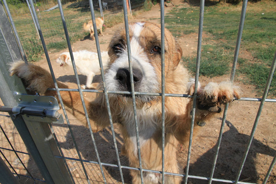 Fotos: La protectora Animalejos lanza un SOS