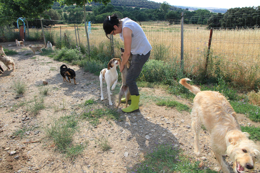 Fotos: La protectora Animalejos lanza un SOS