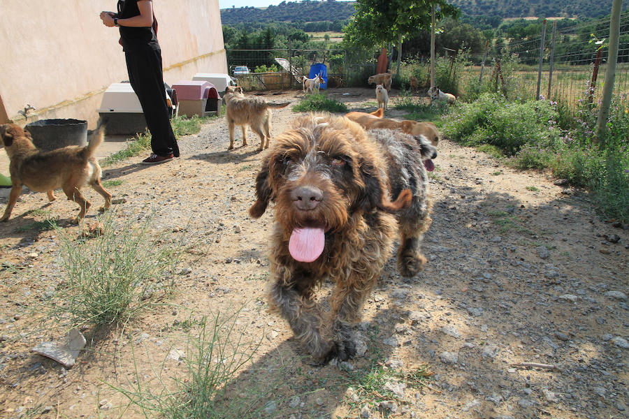 Fotos: La protectora Animalejos lanza un SOS
