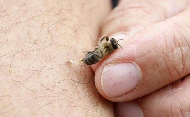 Un hombre retira de su brazo una abeja que le acaba de picar. 