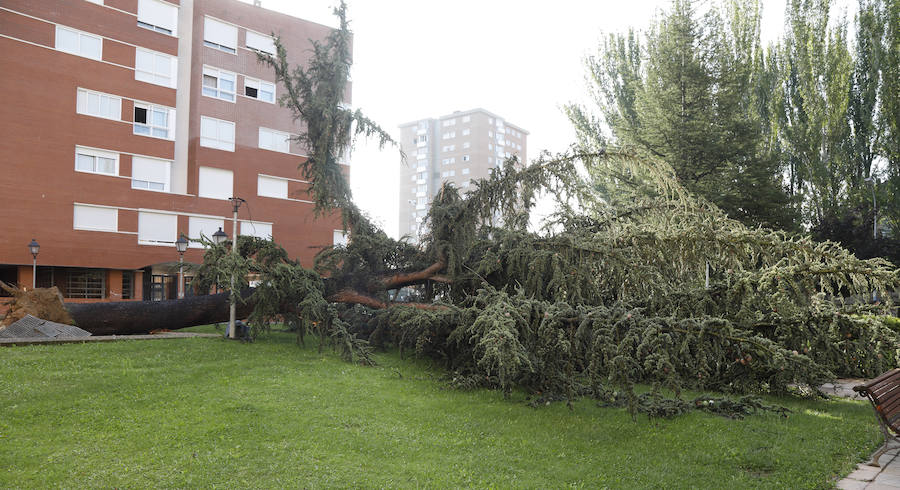 Fotos: Daños de la última tormenta de granizo en la capital