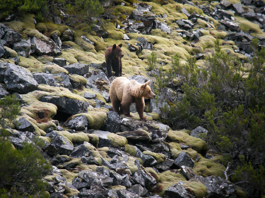 Fotos: Ejemplares de osos pardos en León