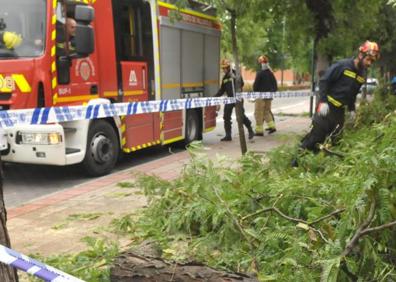 Imagen secundaria 1 - Árbol caído en el Camino del Cementerio de Valladolid.