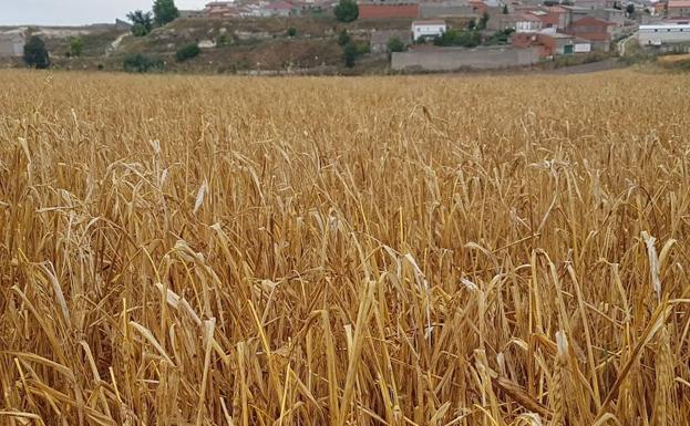 Imagen principal - Daños provocados por el granizo en el cereal, guisantes y viñedo.