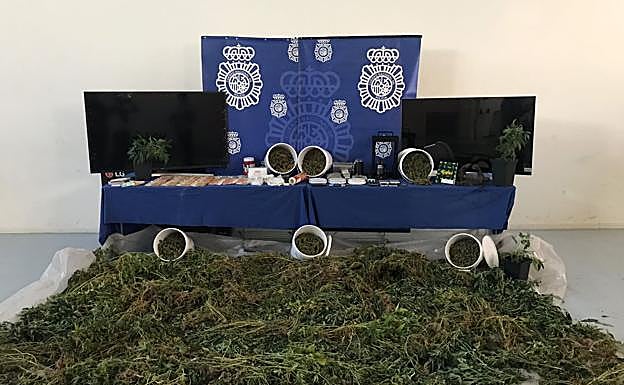Marihuana incautada por la Policía en Valladolid.
