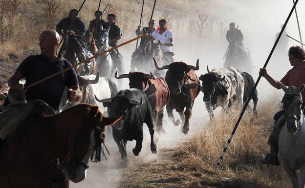 Caballistas guían a los toros en un encierro de Cuéllar. 