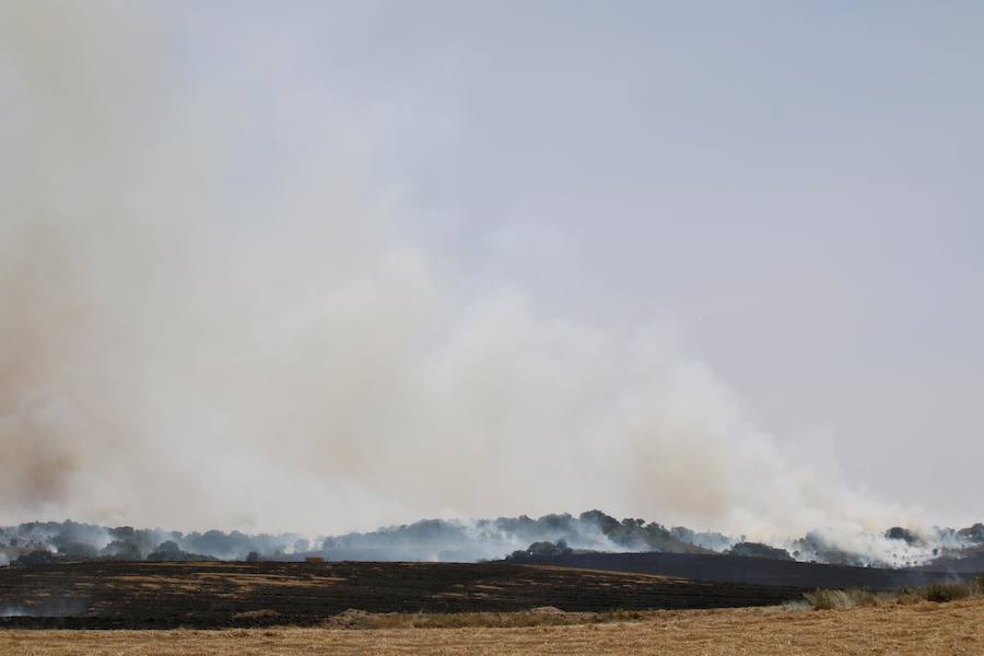 Fotos: Un incendio quema varias hectáreas de cereal y monte en Vertavillo