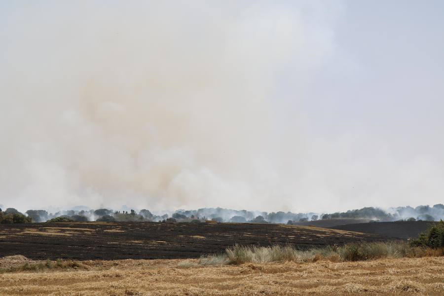 Fotos: Un incendio quema varias hectáreas de cereal y monte en Vertavillo