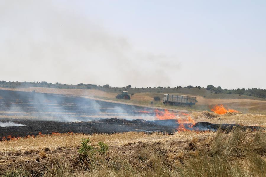 Fotos: Un incendio quema varias hectáreas de cereal y monte en Vertavillo