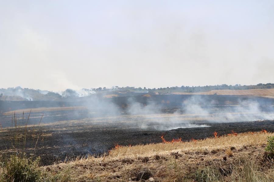 Fotos: Un incendio quema varias hectáreas de cereal y monte en Vertavillo