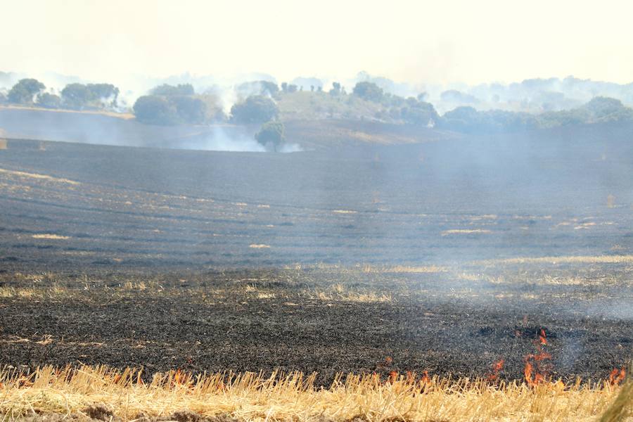 Fotos: Un incendio quema varias hectáreas de cereal y monte en Vertavillo