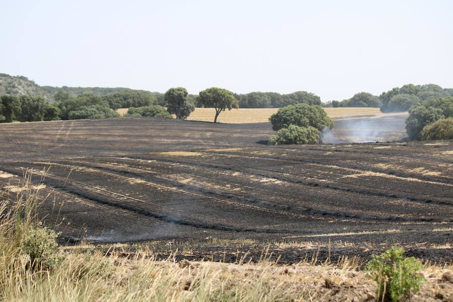 Fotos: Un incendio quema varias hectáreas de cereal y monte en Vertavillo