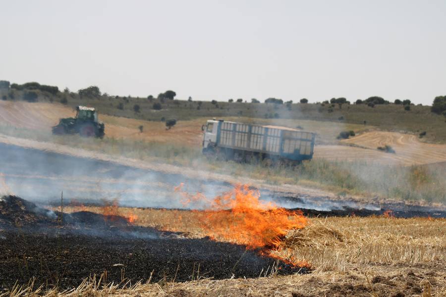 Fotos: Un incendio quema varias hectáreas de cereal y monte en Vertavillo