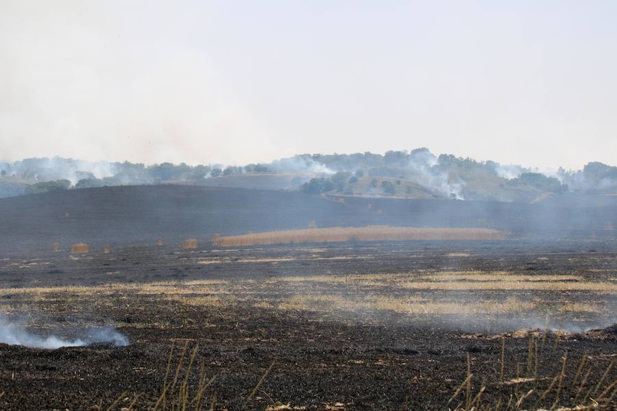 Fotos: Un incendio quema varias hectáreas de cereal y monte en Vertavillo