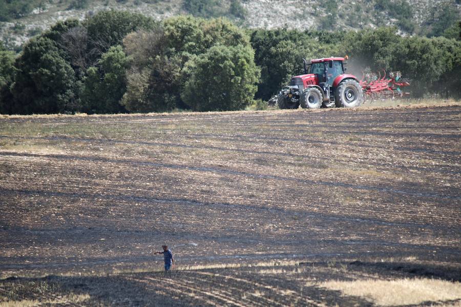 Fotos: Un incendio quema varias hectáreas de cereal y monte en Vertavillo