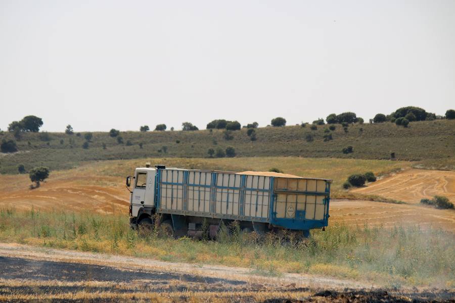 Fotos: Un incendio quema varias hectáreas de cereal y monte en Vertavillo