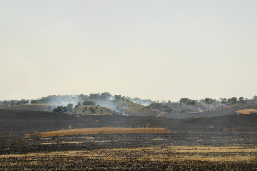 Fotos: Un incendio quema varias hectáreas de cereal y monte en Vertavillo