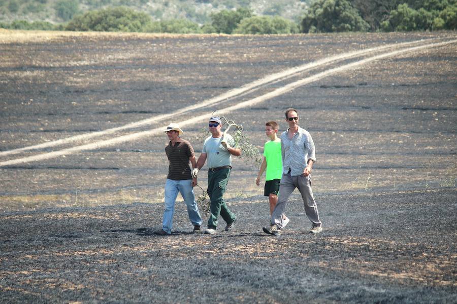 Fotos: Un incendio quema varias hectáreas de cereal y monte en Vertavillo