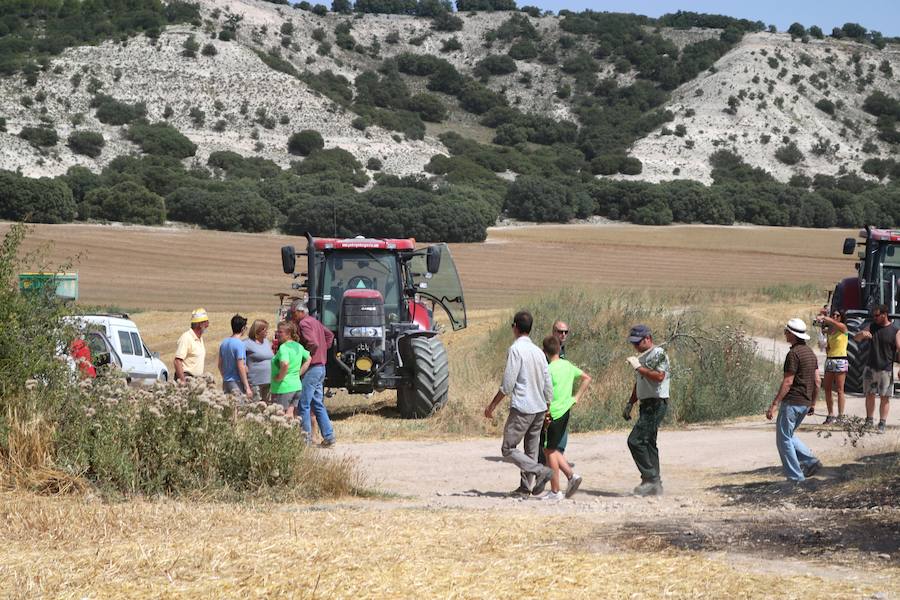 Fotos: Un incendio quema varias hectáreas de cereal y monte en Vertavillo