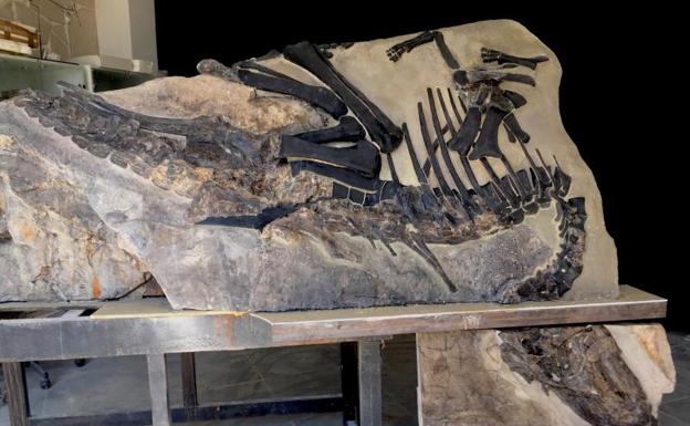 Restos paleontológicos del esqueleto de Bruno, un dinosaurio herbívoro.