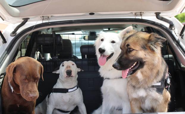 Cuatro perros esperando para salir de viaje