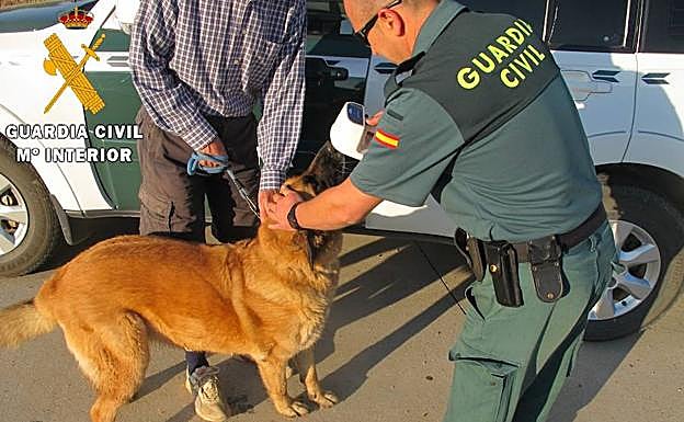 La Guardia Civil comprueba un chip de un perro.