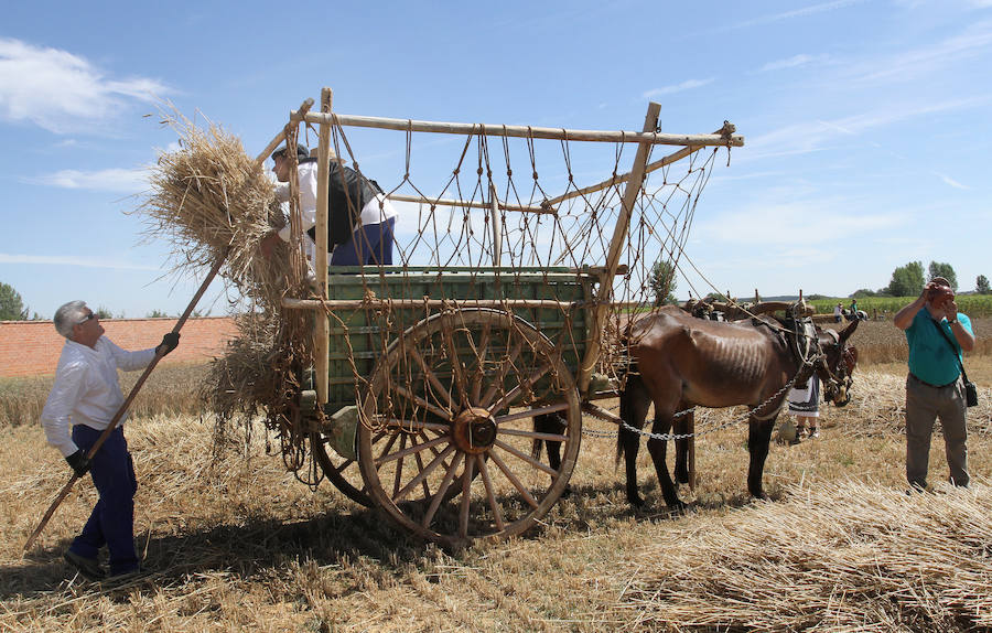 Fotos: Fiesta de la Trilla en Castrillo de Villavega