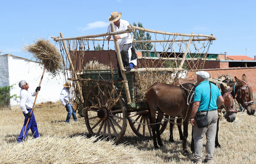 Fotos: Fiesta de la Trilla en Castrillo de Villavega