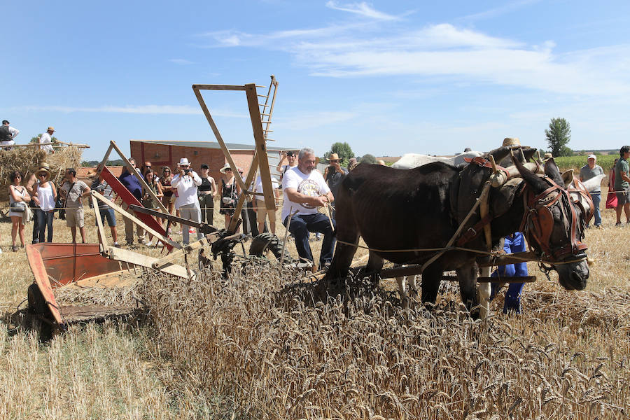 Fotos: Fiesta de la Trilla en Castrillo de Villavega