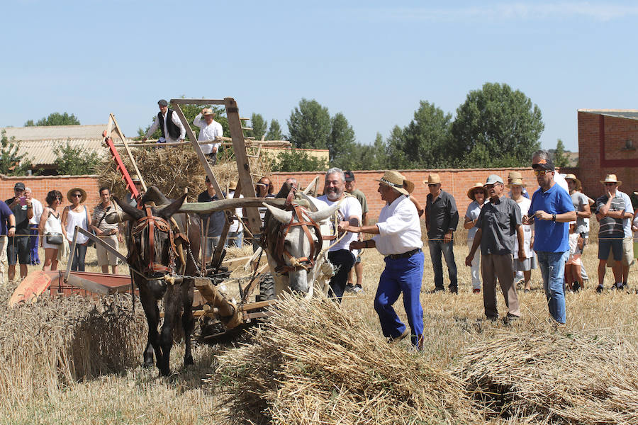 Fotos: Fiesta de la Trilla en Castrillo de Villavega