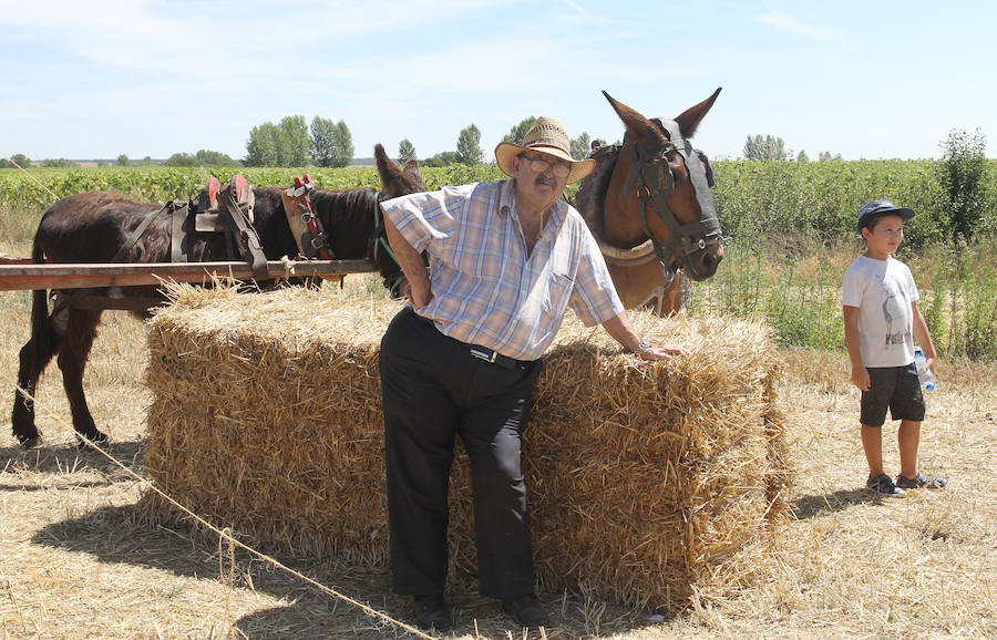 Fotos: Fiesta de la Trilla en Castrillo de Villavega