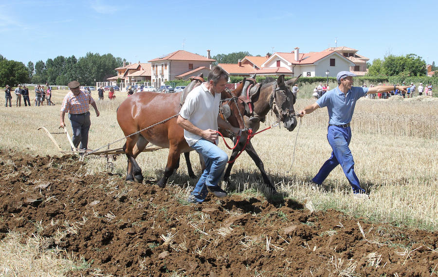 Fotos: Fiesta de la Trilla en Castrillo de Villavega