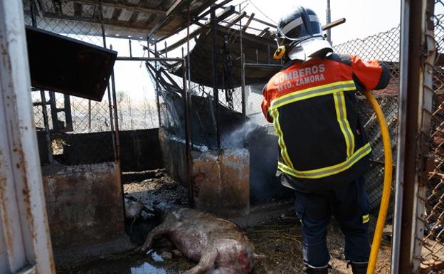 Un incendio en una edificación de la carretera de la Hiniesta se salda con tres marranos muertos. 