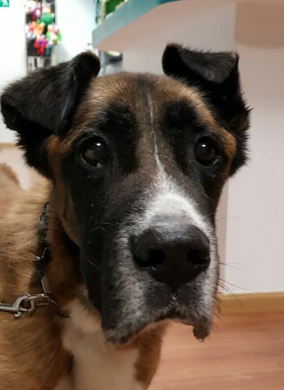 Blas, el perro rescatado, falleció el pasado jueves 9 de agosto