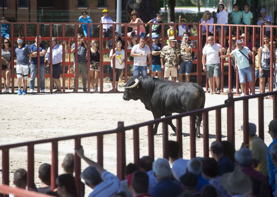 La localidad vallisoletana de Viana de Cega es uno de los muchos municipios que durante estos días celebran sus fiestas. Esta mañana se ha celebrado uno de los encierros por las calles del pueblo