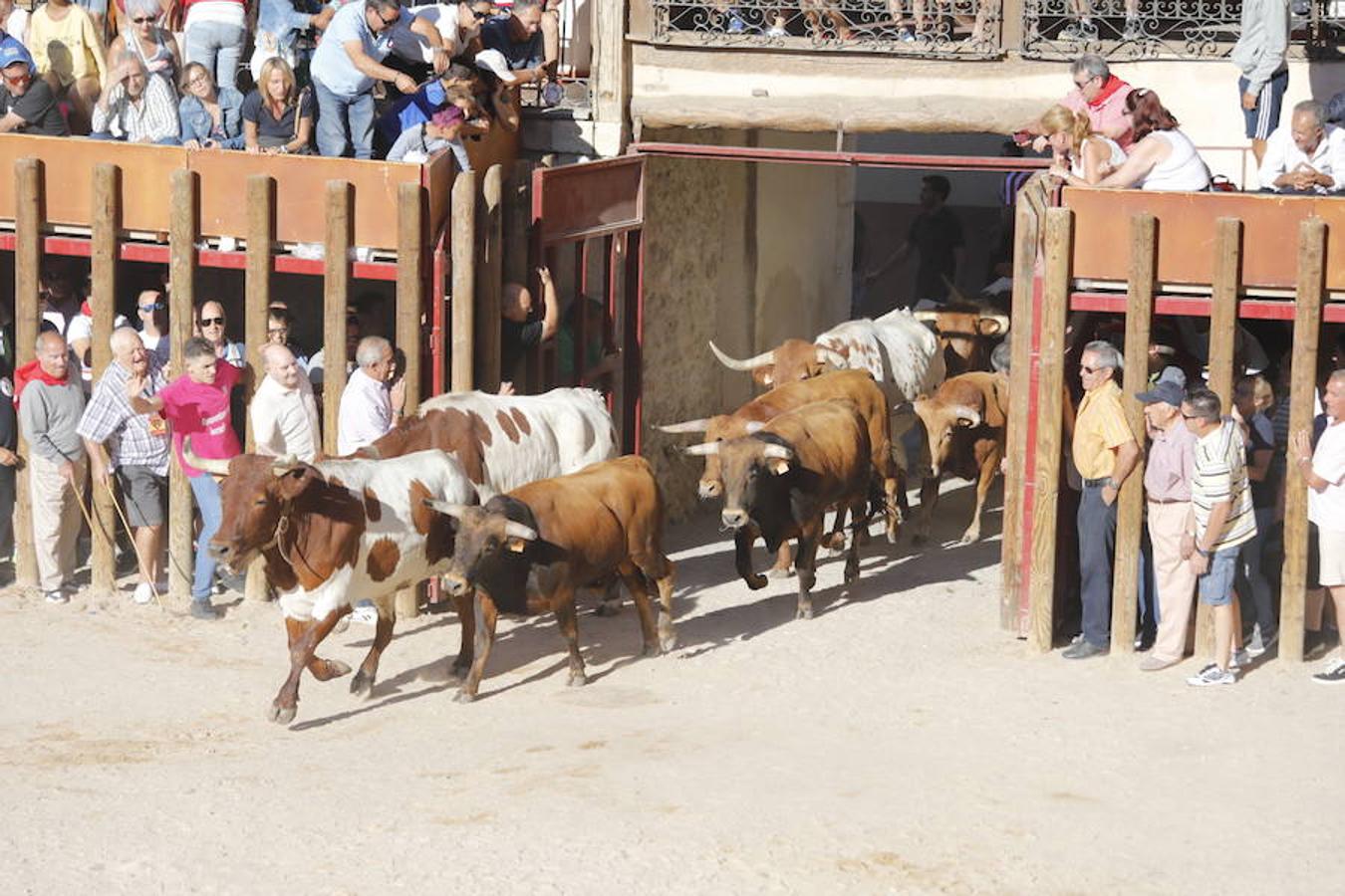 Fotos: Primer encierro en Peñafiel